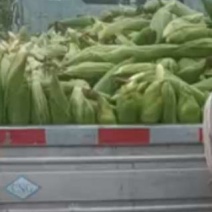 甜糯玉米188