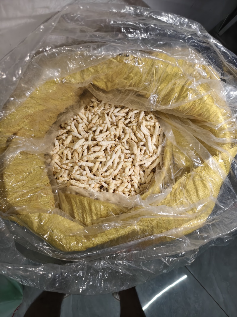 精品，地蚕，草石蚕，白虫草
