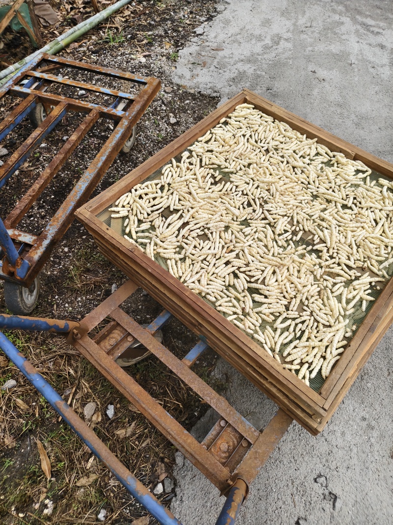精品，地蚕，草石蚕，白虫草