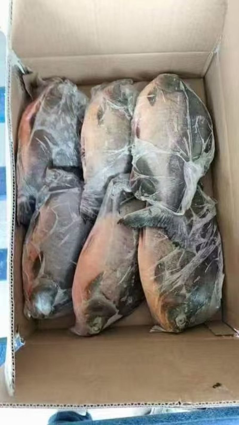 红鲳鱼