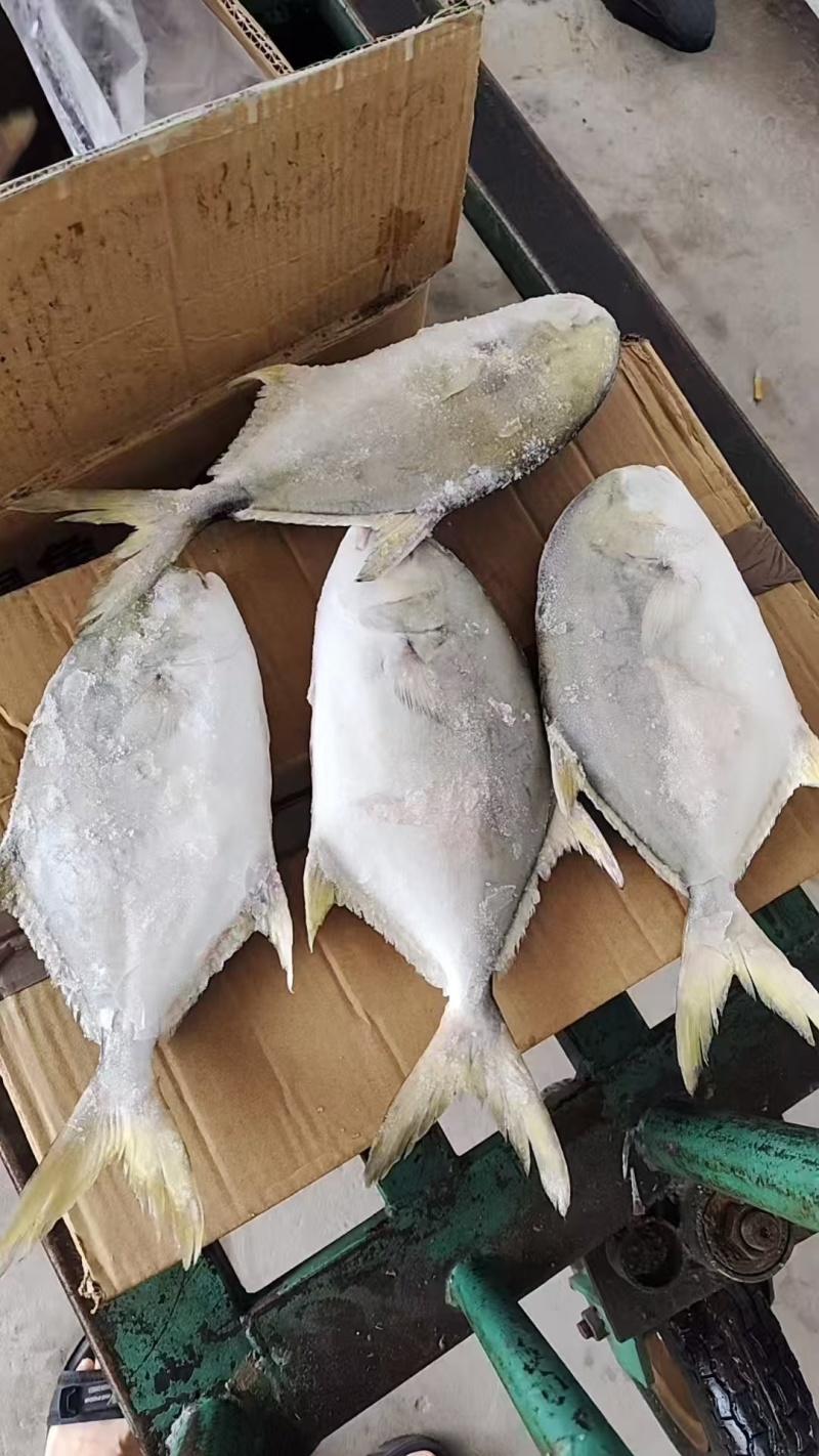 金昌鱼物美价优冷链直达全国各地均可直达