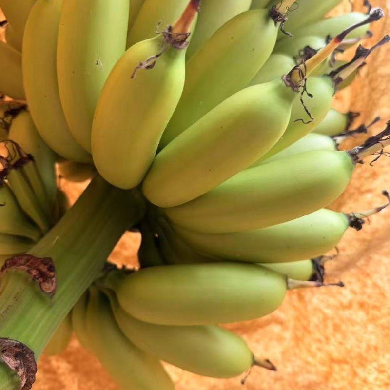 海南精品皇帝蕉，打包发货中