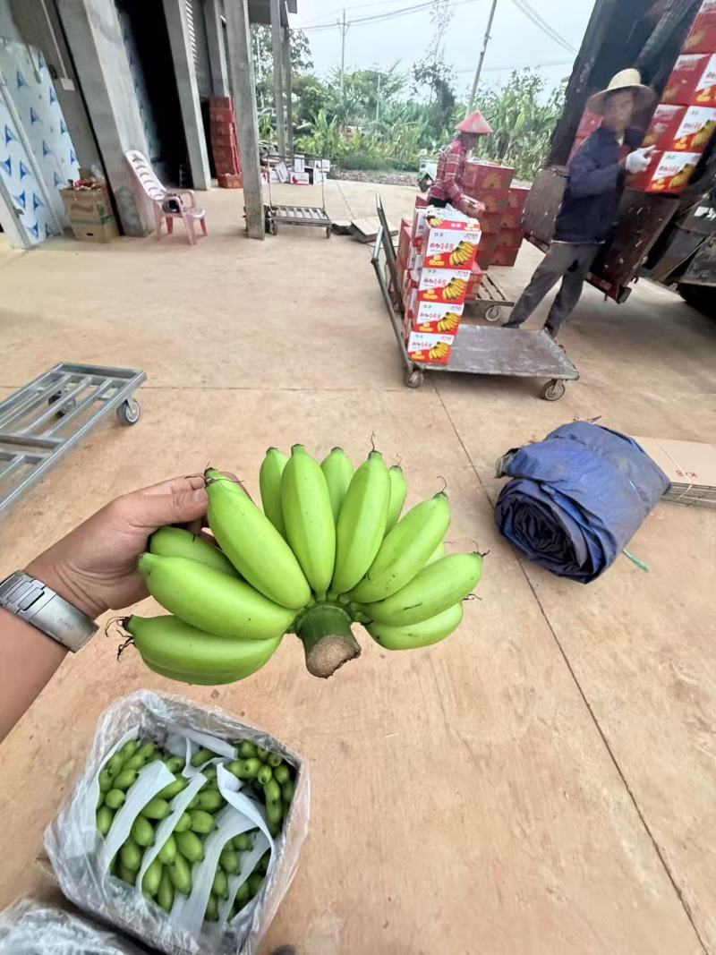 海南精品皇帝蕉，打包发货中