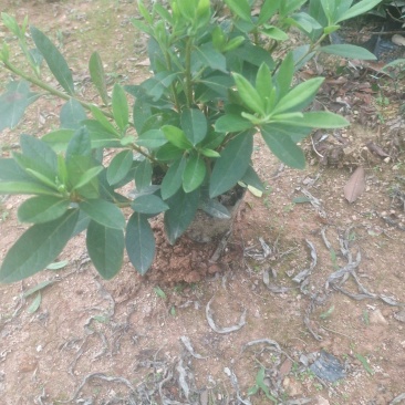 毛杜鹃