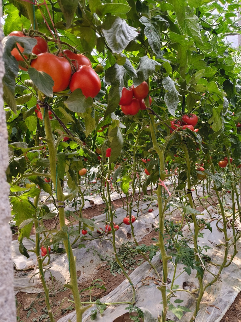 寿光原产地直发保质保量保新鲜，个体种植户欢迎各位老板砸单