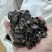 野生纯植物腊肠果便秘果大解果果肉精选无霉变
