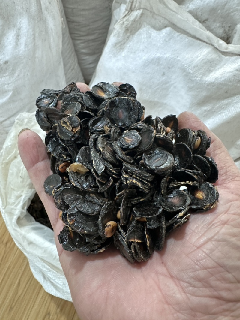野生纯植物腊肠果便秘果大解果果肉精选无霉变
