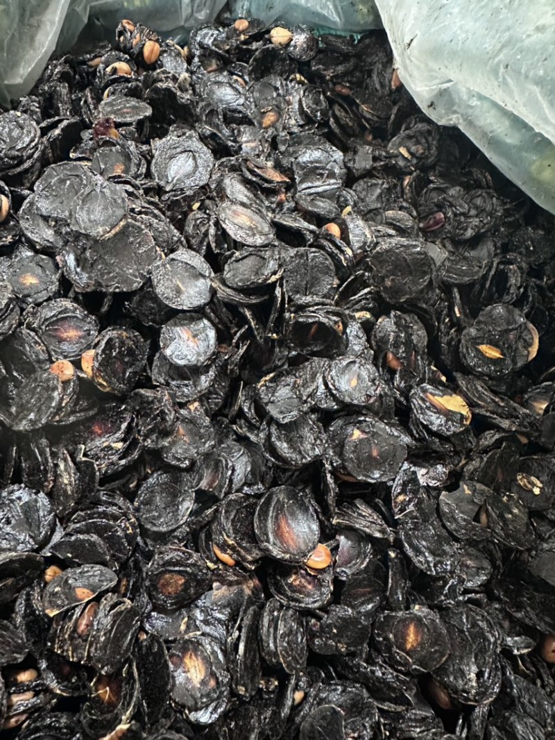 野生纯植物腊肠果便秘果大解果果肉精选无霉变