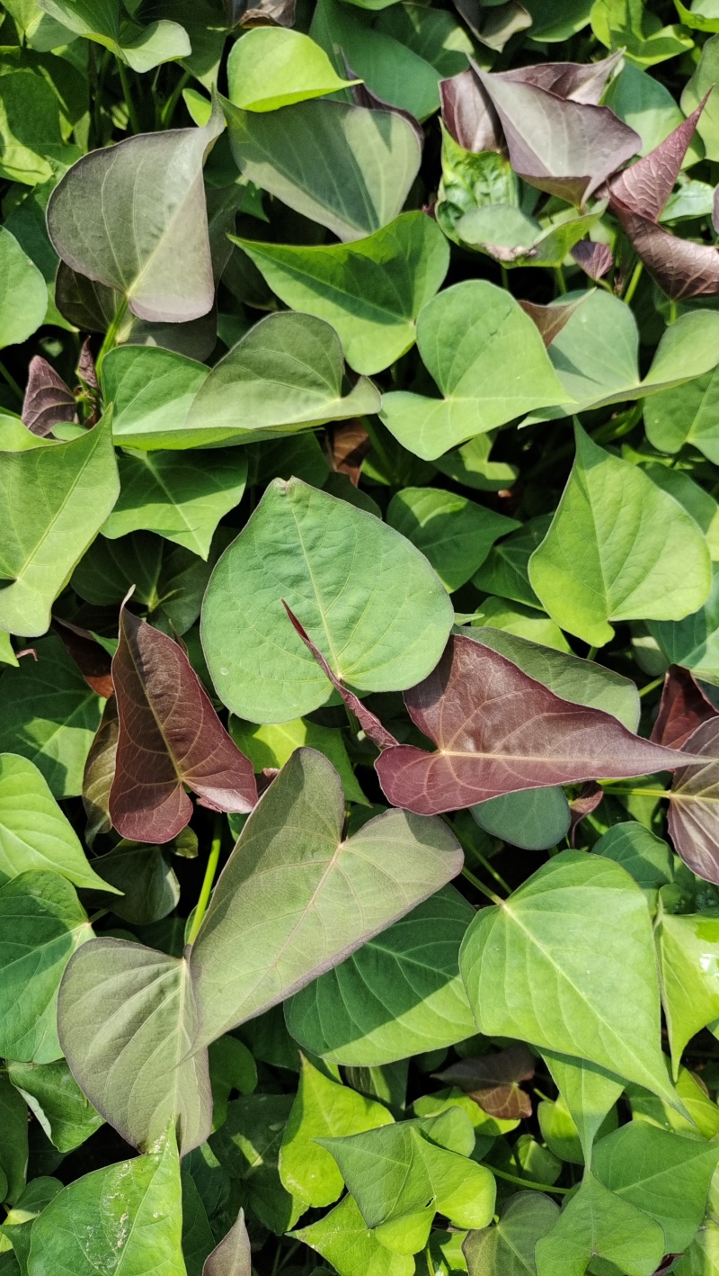 西瓜红原种苗大量供应