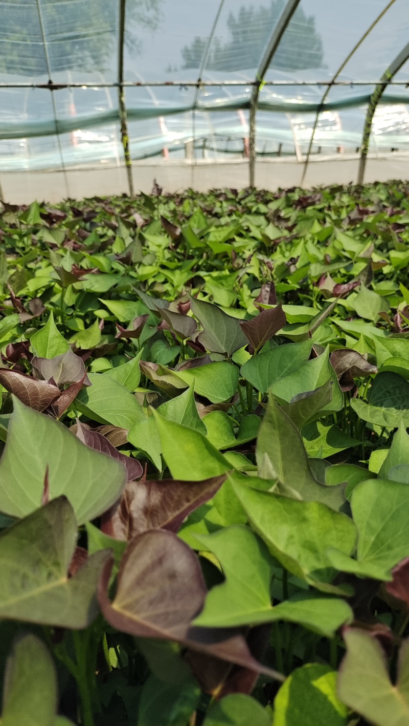 西瓜红原种苗大量供应