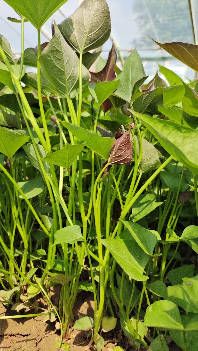 西瓜红原种苗大量供应
