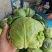 甘蓝江苏甘蓝圆包菜江苏圆包菜产地供应
