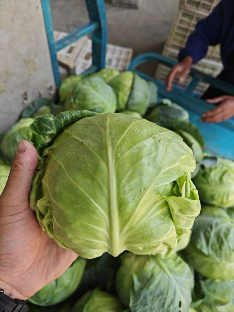 甘蓝江苏甘蓝圆包菜江苏圆包菜产地供应