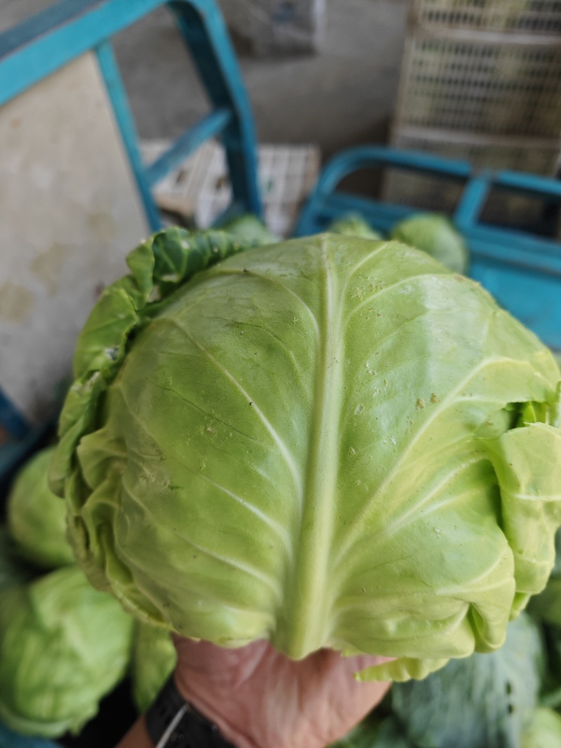 甘蓝江苏甘蓝圆包菜江苏圆包菜产地供应