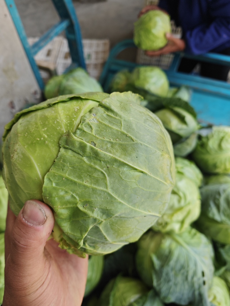 甘蓝江苏甘蓝圆包菜江苏圆包菜产地供应