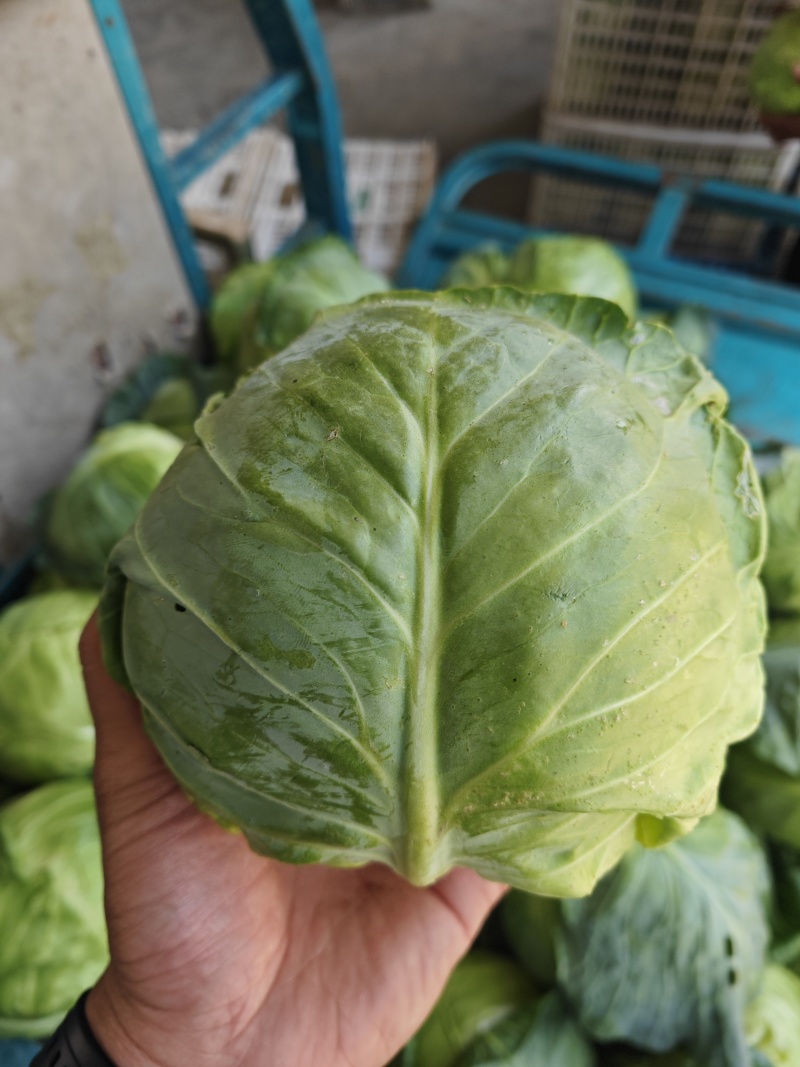 甘蓝江苏甘蓝圆包菜江苏圆包菜产地供应