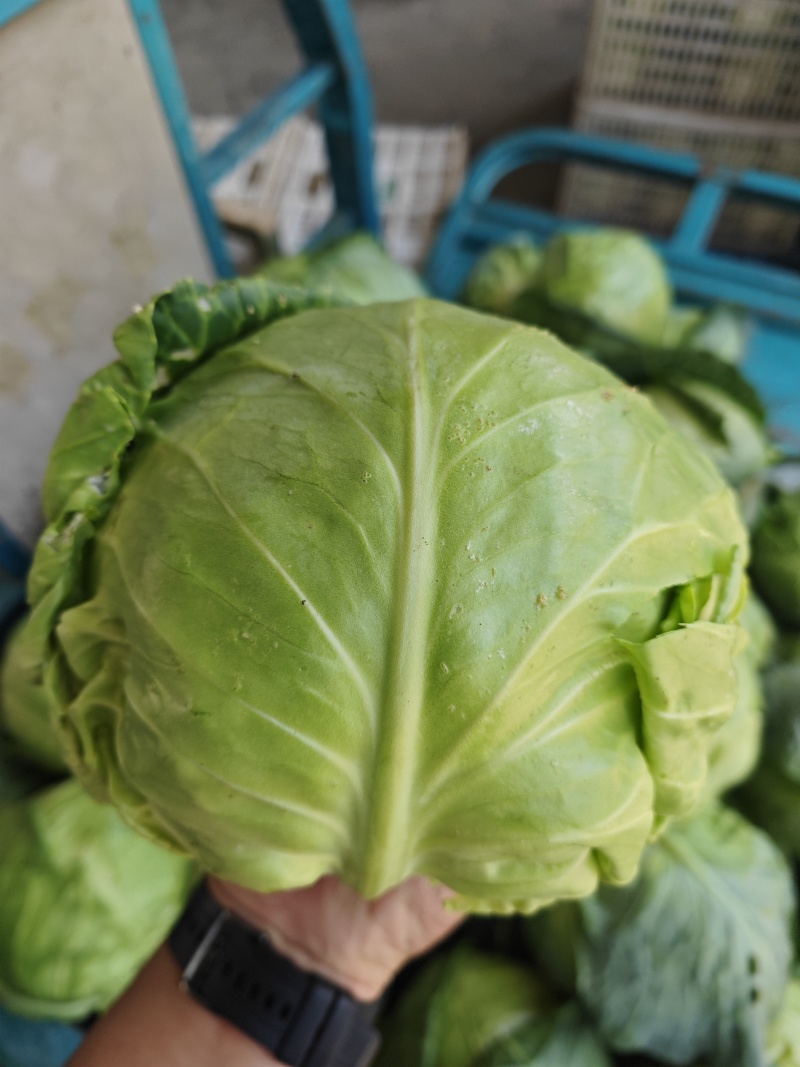 甘蓝江苏甘蓝圆包菜江苏圆包菜产地供应