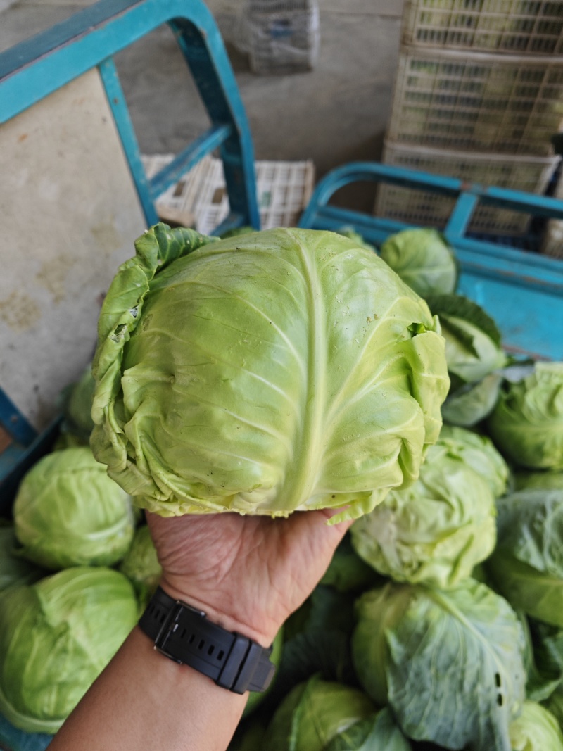 甘蓝江苏甘蓝圆包菜江苏圆包菜产地供应