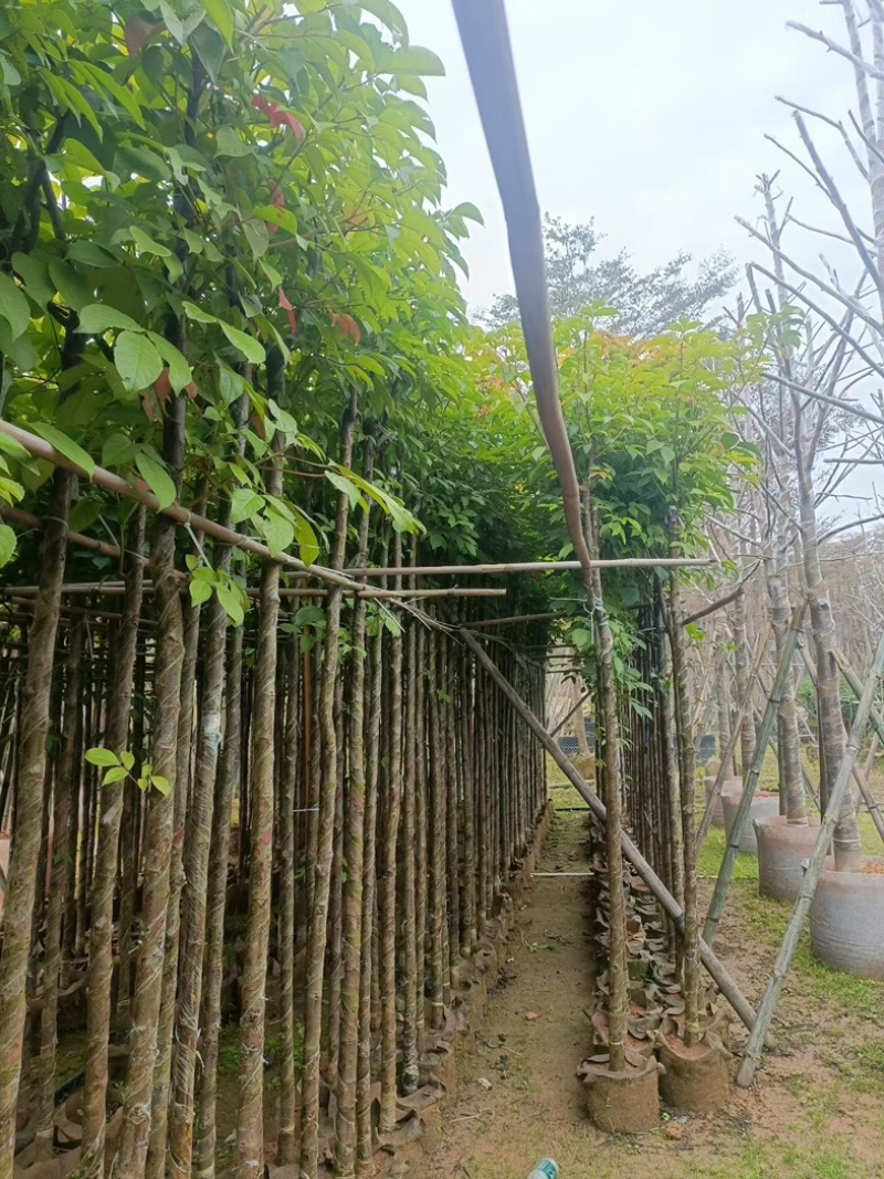 秋枫大量低价清场出售