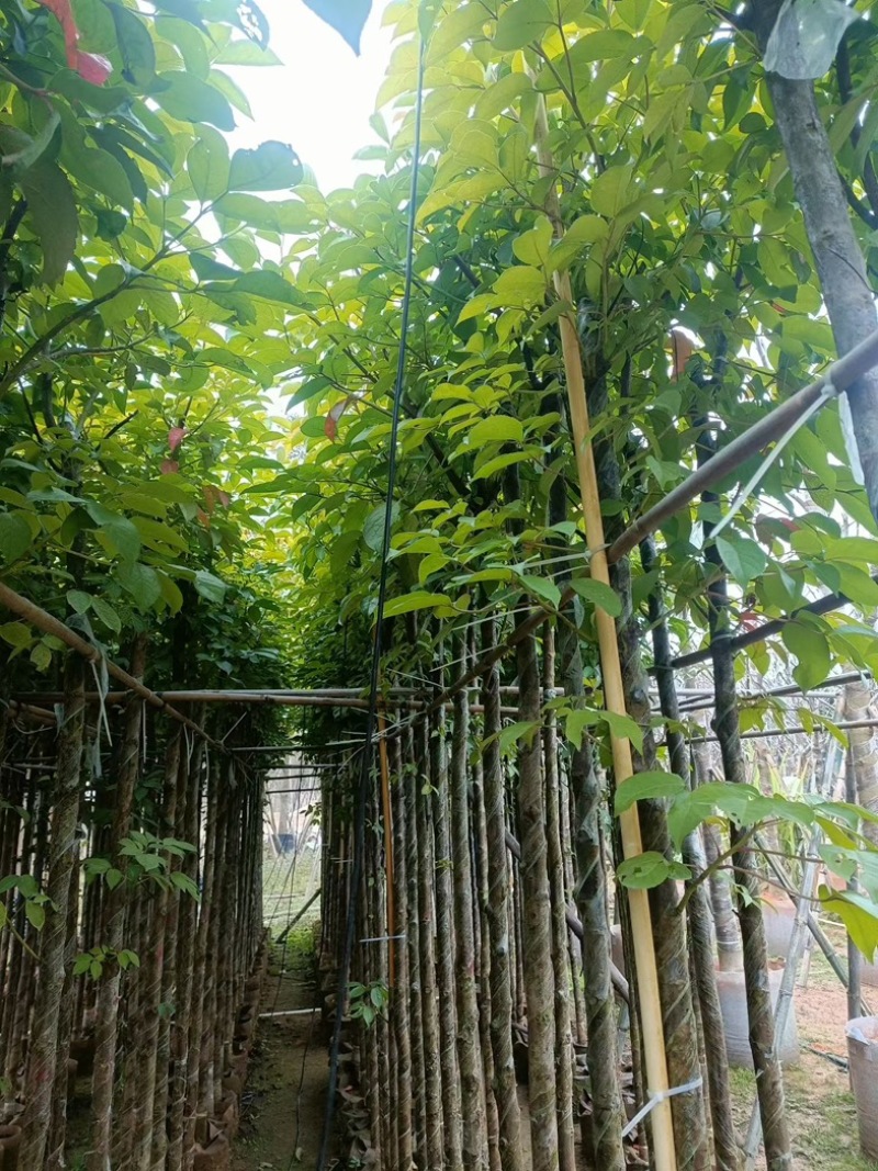 秋枫大量低价清场出售