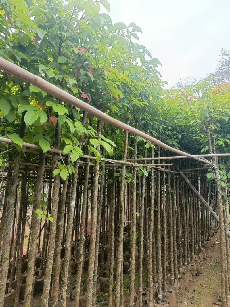 秋枫大量低价清场出售