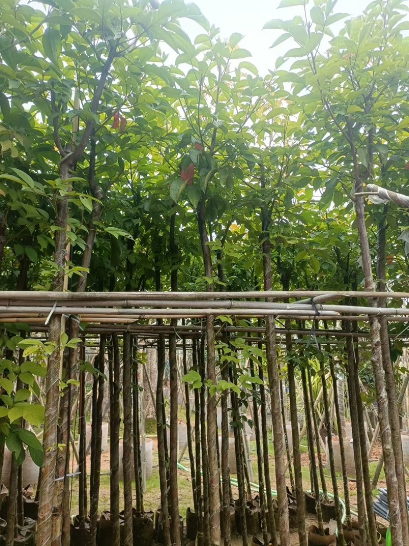 秋枫大量低价清场出售