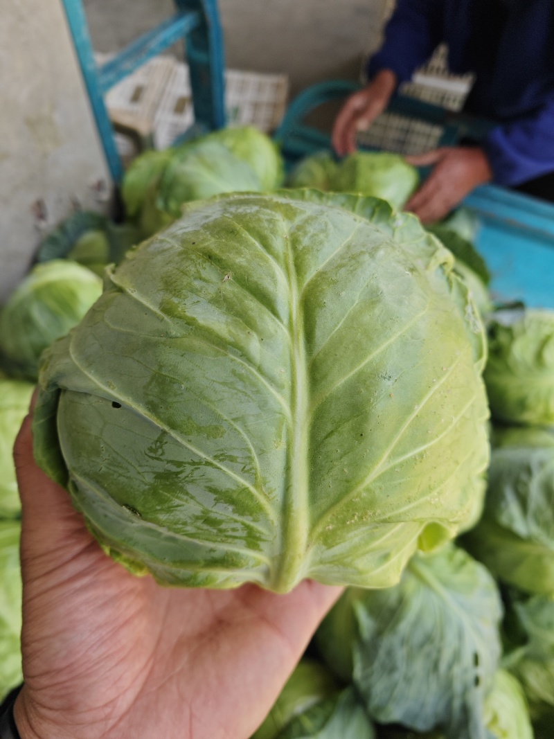 甘蓝江苏甘蓝圆包菜江苏圆包菜产地供应