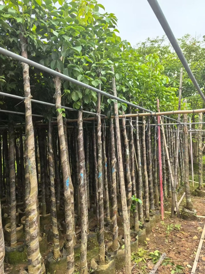 秋枫大量低价清场出售