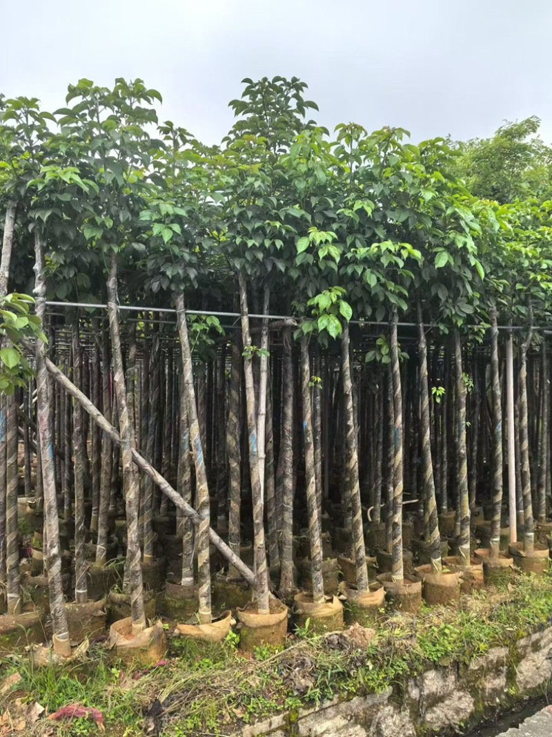 秋枫大量低价清场出售