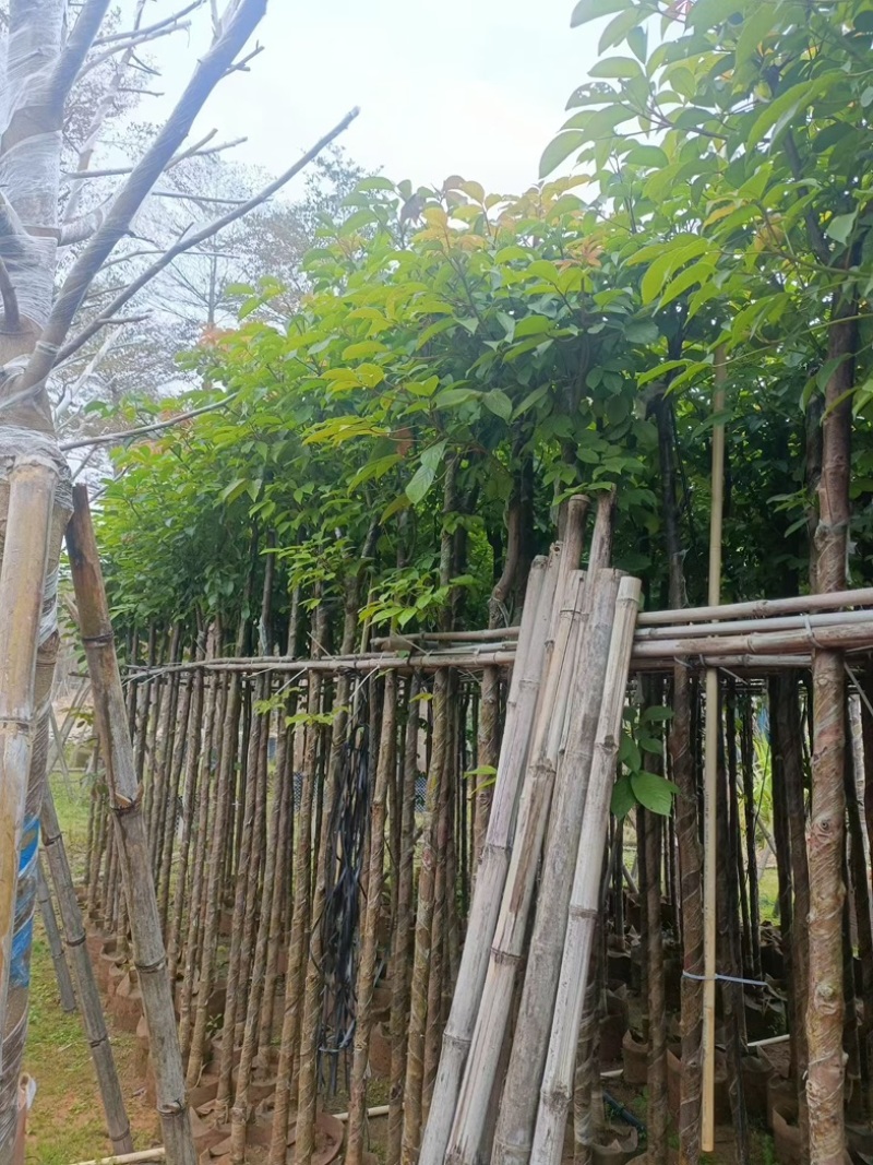 秋枫大量低价清场出售
