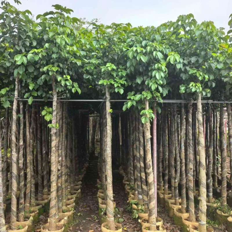 秋枫大量低价清场出售