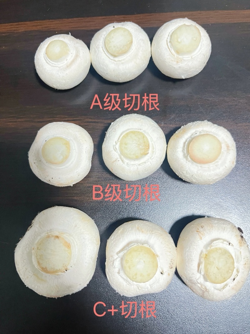 常年供应新鲜双孢菇，各类等级都有，量大从优。