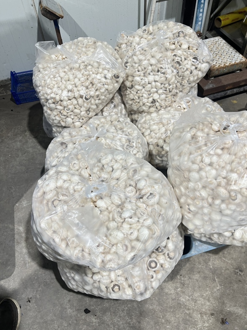 常年供应新鲜双孢菇，各类等级都有，量大从优。
