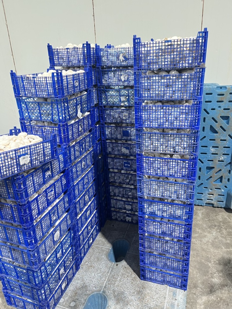 常年供应新鲜双孢菇，各类等级都有，量大从优。