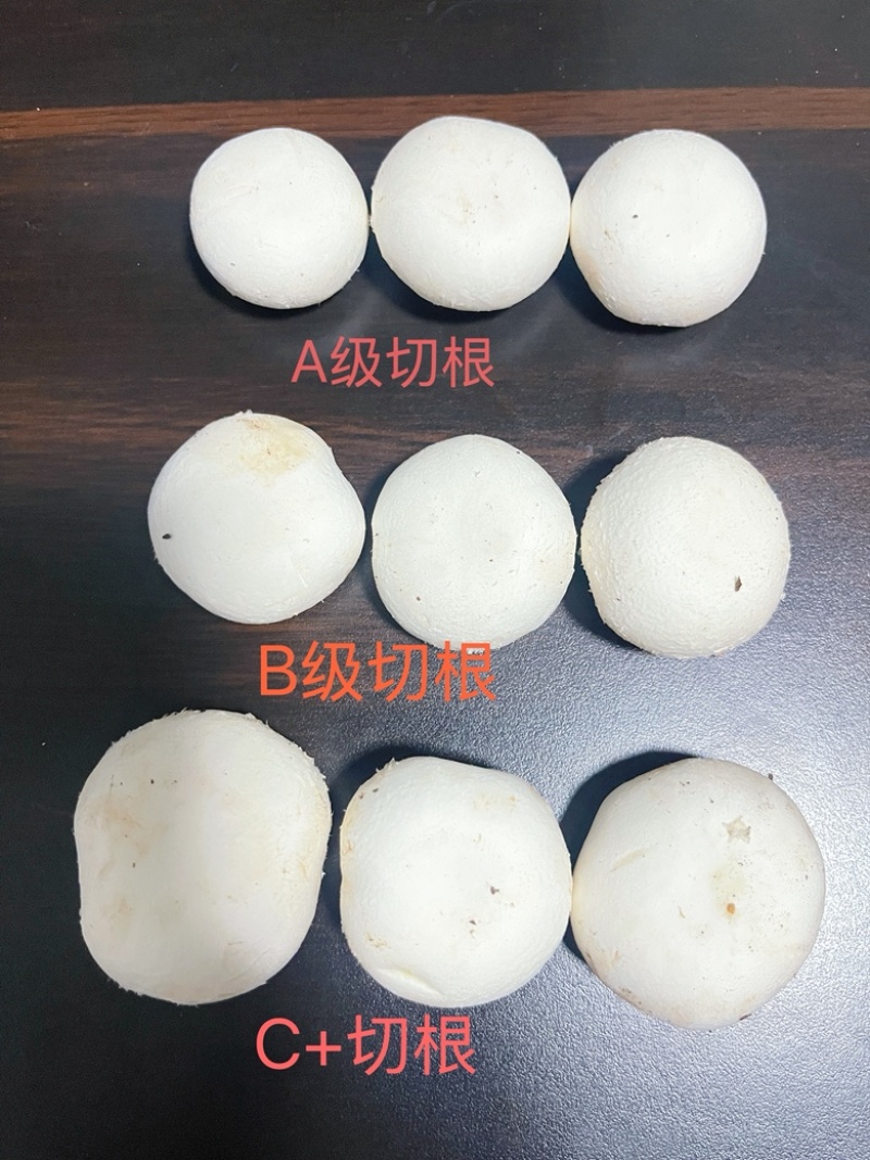 常年供应新鲜双孢菇，各类等级都有，量大从优。