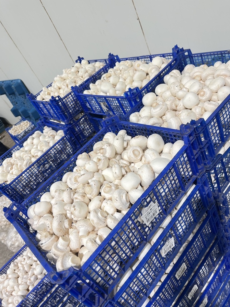 常年供应新鲜双孢菇，各类等级都有，量大从优。