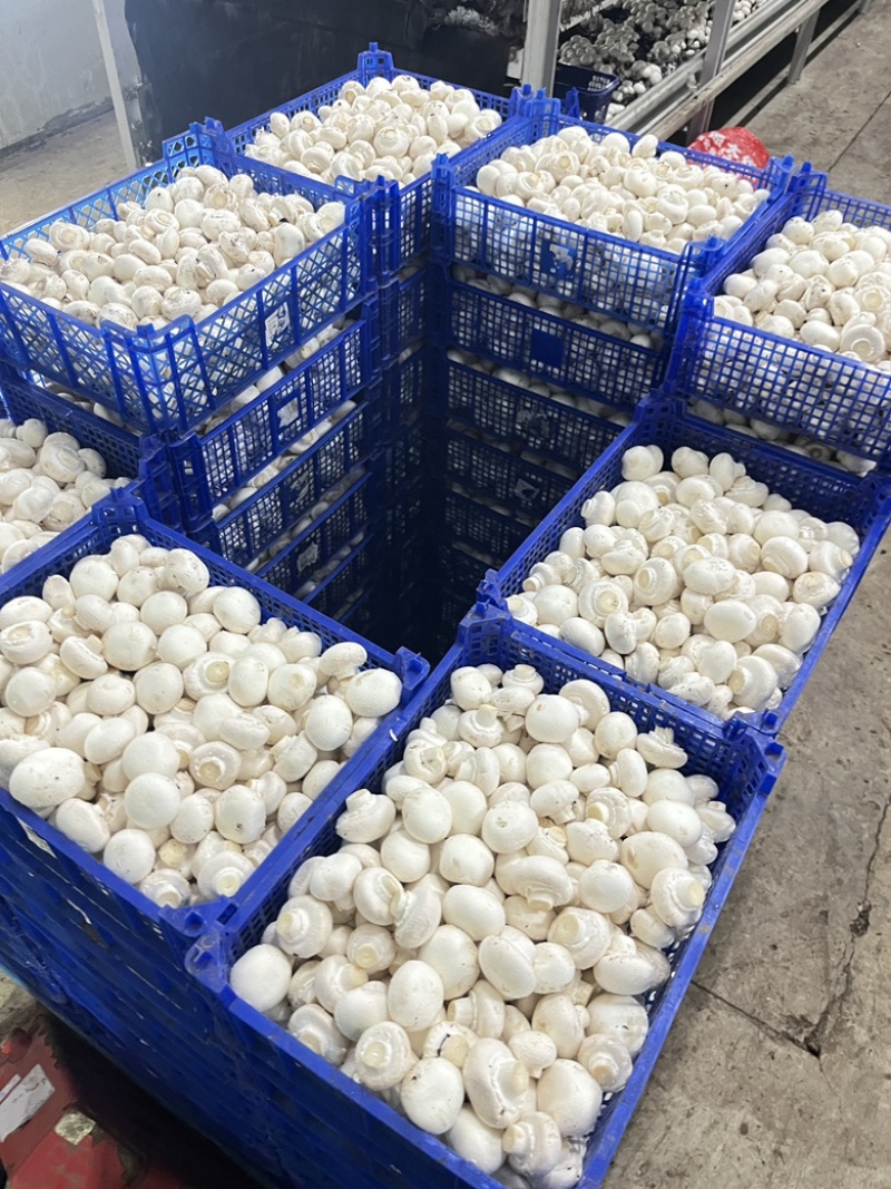 常年供应新鲜双孢菇，各类等级都有，量大从优。