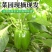 山东莘县圆椒柿子椒源头直供当天采摘