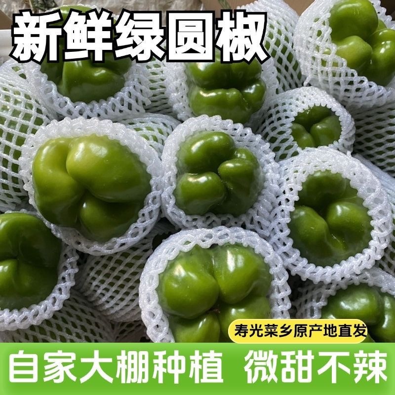 山东莘县圆椒柿子椒源头直供当天采摘