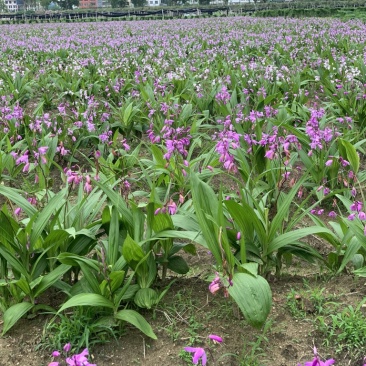 白及种苗