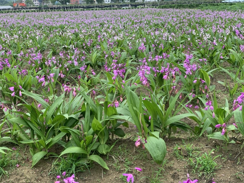 白及种苗