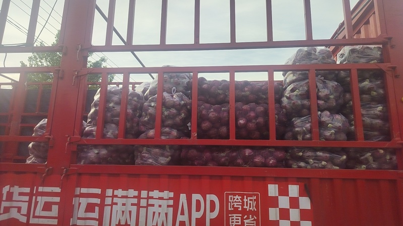 阜阳临泉精品二红紫洋葱大量有货规格8公分以上
