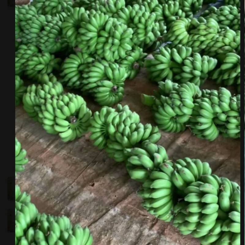 广西小米蕉