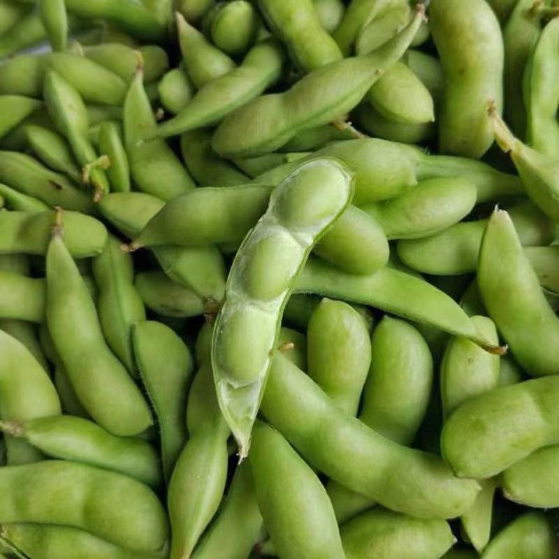 【精品】鲜毛豆大量精品毛豆大型市场货批发产地直销翠