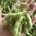 【精品】鲜毛豆大量精品毛豆大型市场货批发产地直销翠