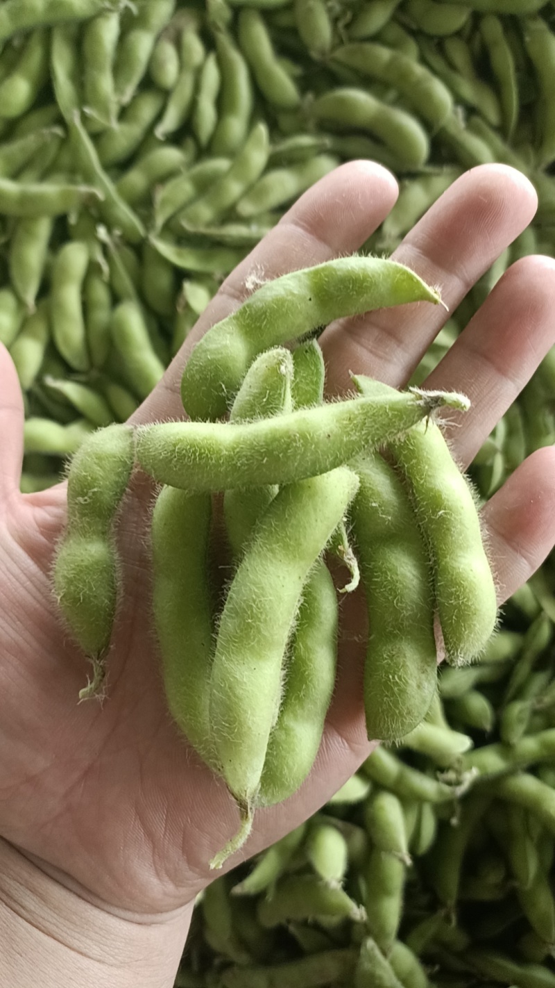 【精品】鲜毛豆大量精品毛豆大型市场货批发产地直销翠