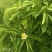 木荷