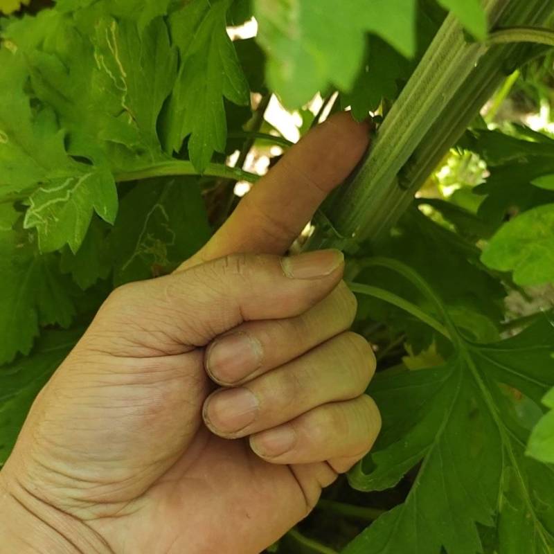 端午节新鲜艾草（头茬艾草），可定制规格！