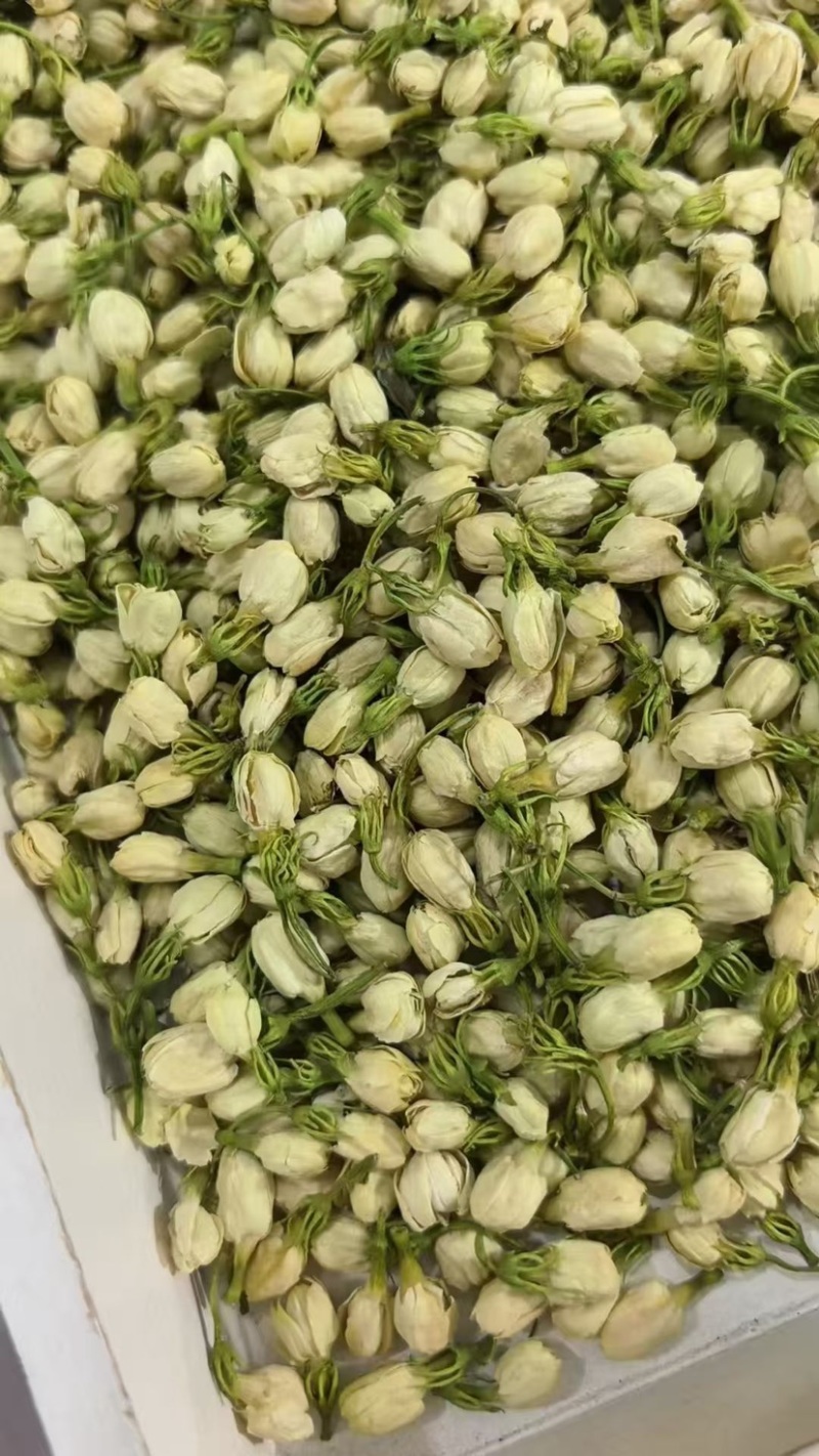 广西横县茉莉花蕾干，2026年新货
