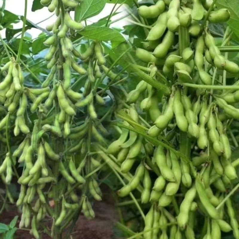 【精品】鲜毛豆大量精品毛豆大型市场货批发产地直销翠